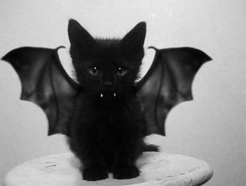 black-cat-vampire-Favim.com-412419.jpg