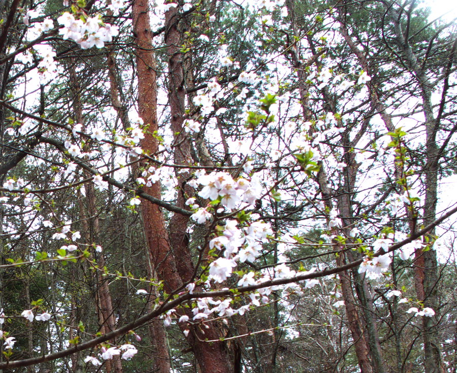 Blossom1.jpg
