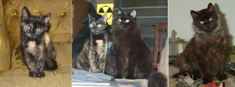 Bonnie-Clyde-kittens-adults.jpg