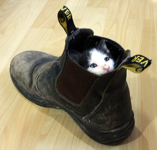 boot kitten.jpg