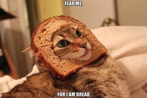 bread-face-cats.jpg