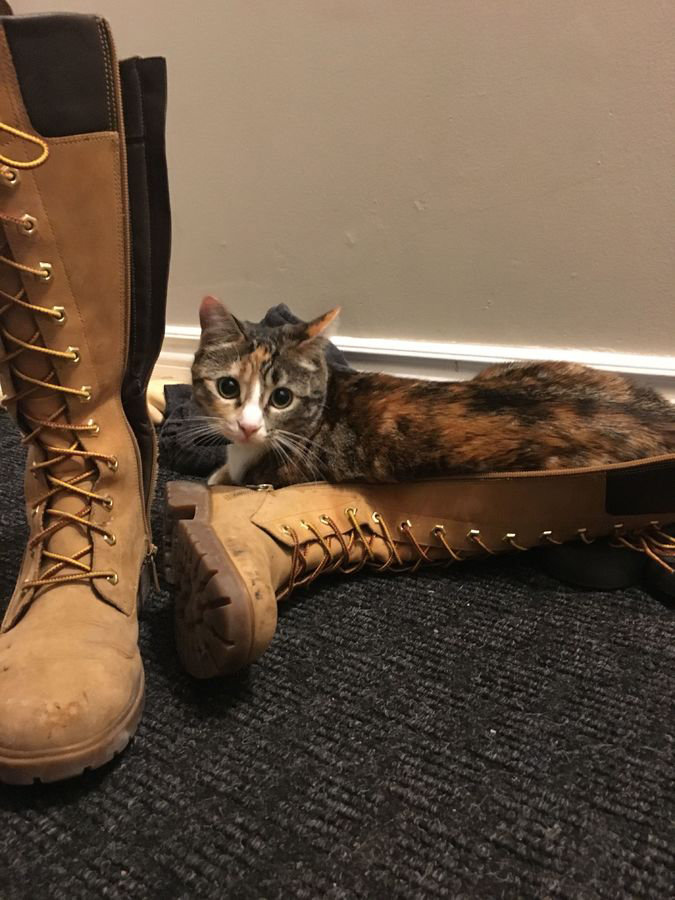 cat admiring boots.jpg