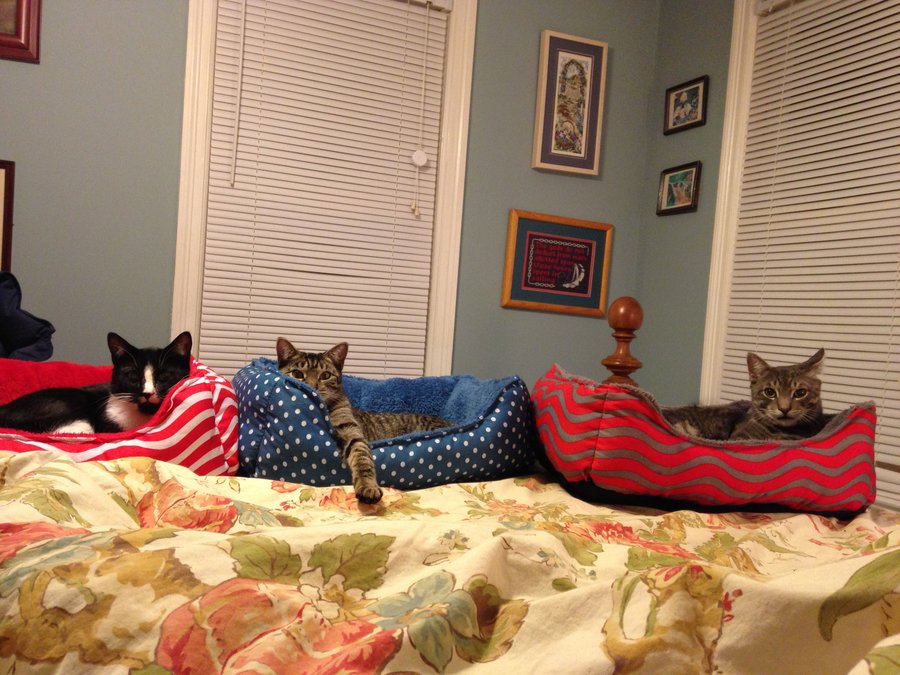 Cat.Beds.jpg