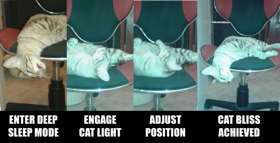 cat bliss WEB copy.jpg