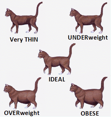 cat-body-shape-guide-390w-410h.png