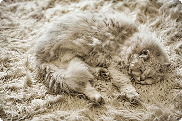 cat-carpet-look-alike-r-default.jpg