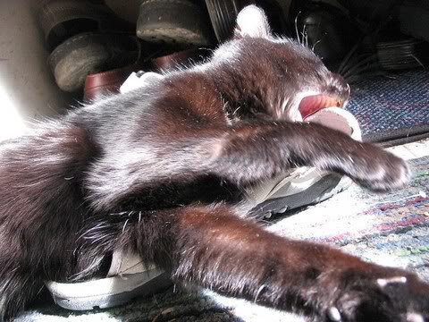cat chewing shoe.jpg