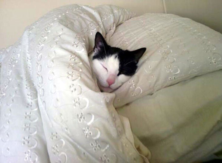 Cat-comfortable-sleeping-in-bed.jpg