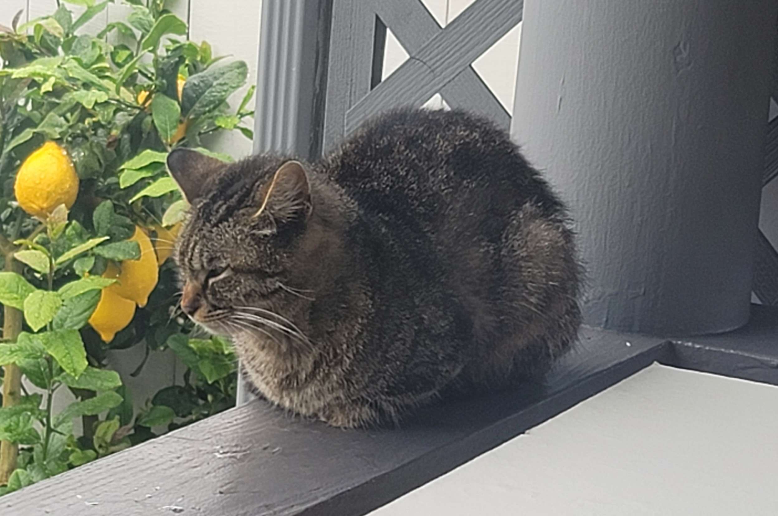Cat do loaf