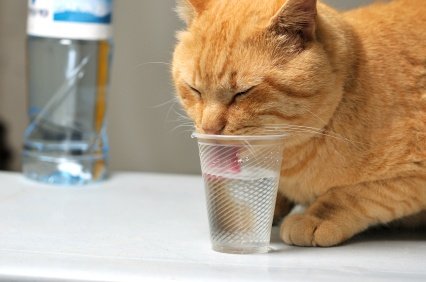 cat-drinking-from-glass.jpg