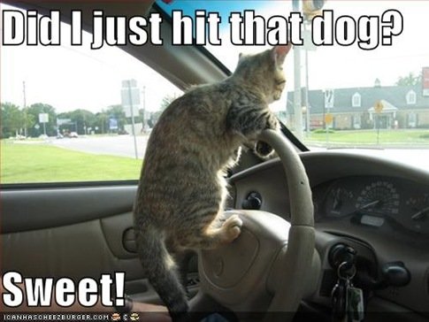 cat driving 2.jpg