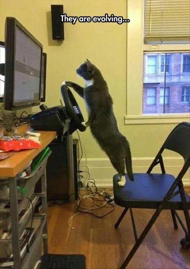 cat driving.jpg