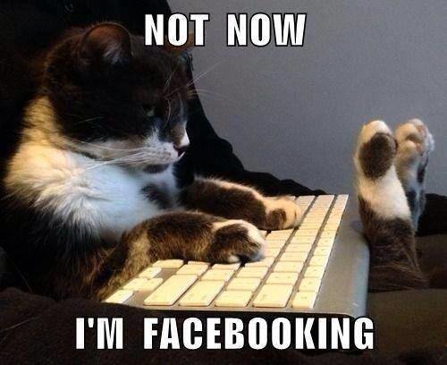 cat facebooking.jpg
