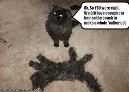 cat hair cat.jpeg