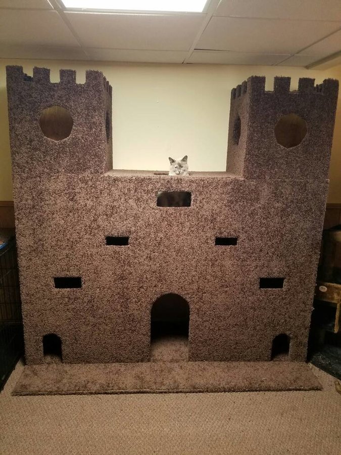 cat in castle.jpg