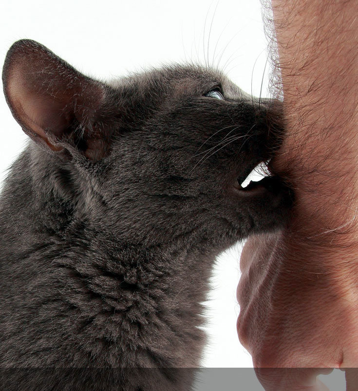cat-love-bites-feature.jpg