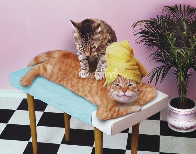 Cat-MassagePaws-and-Relax_art.jpg