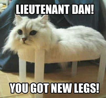 cat meme new legs.jpg