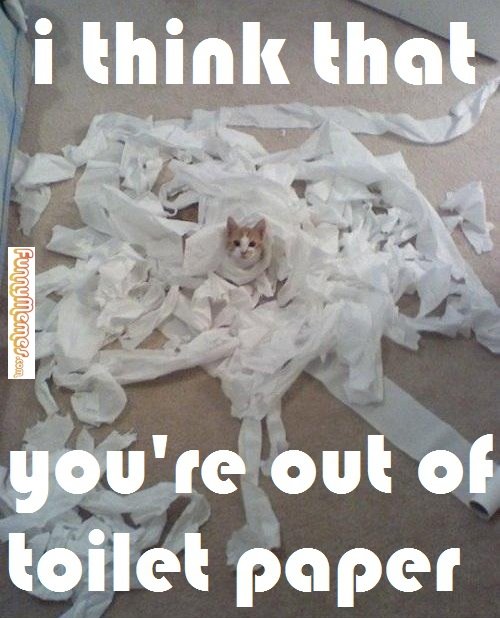 cat-memes-i-think-your-out-of-toilet-paper.jpg