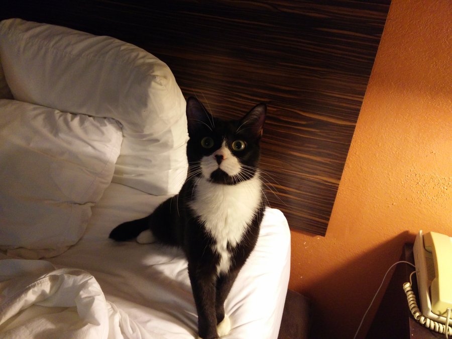 Cat Motel One.jpg
