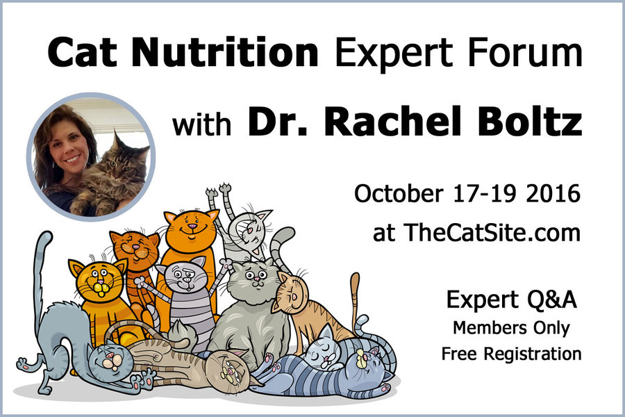 cat-nutrition-expert-forum.jpg