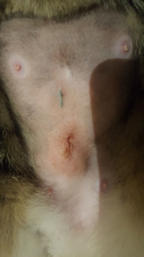 A lump after my cat got spayed! | TheCatSite