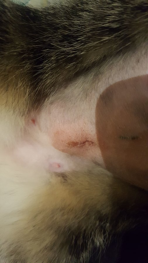 27 Top Pictures Infected Female Cat Spay Incision / What Should A Spay Incision Look Like Everything You Need To Know Gallant