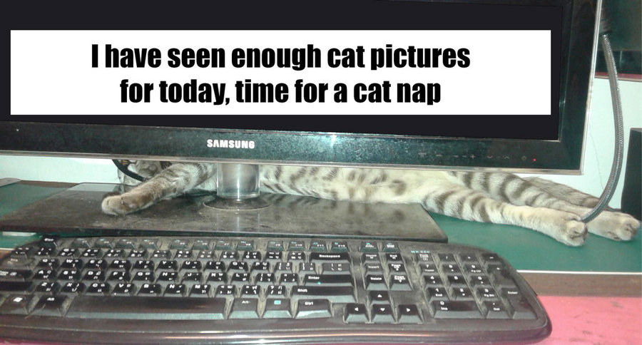 cat-pictures.jpg