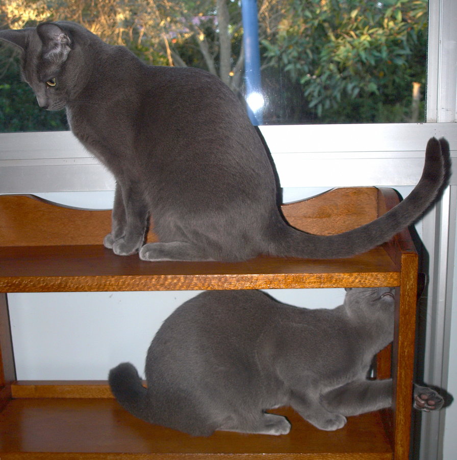 cat shelf competition.jpg
