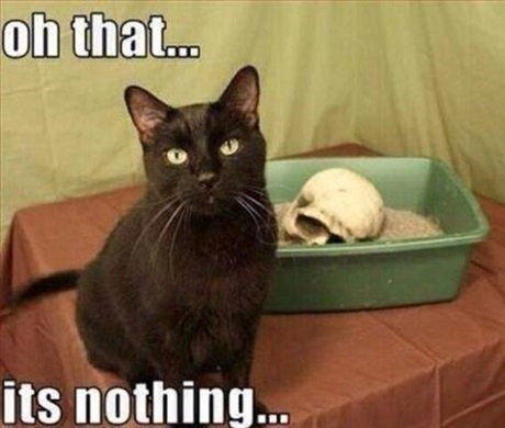 cat skull.jpg