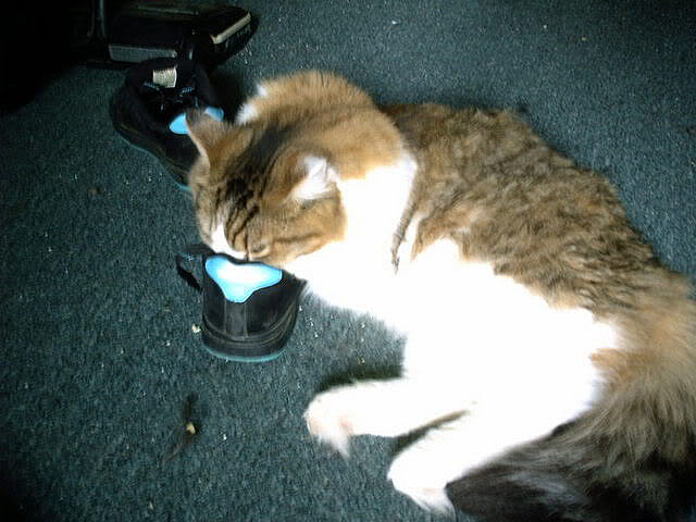cat sniffing shoe.jpg