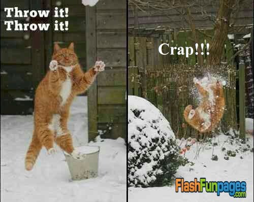 Cat-snowball-fight.jpg