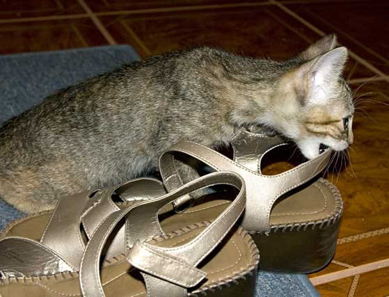 cat with sandals.jpg