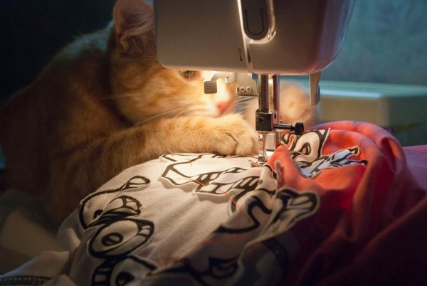 cat_sewing_machine.jpg