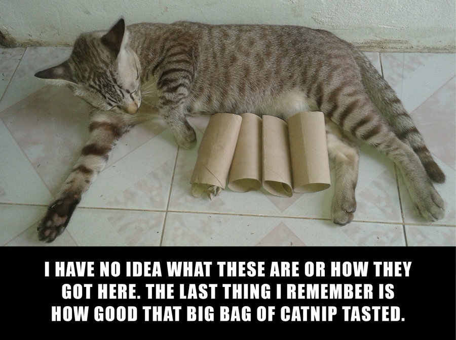 catnip last night WEB.jpg