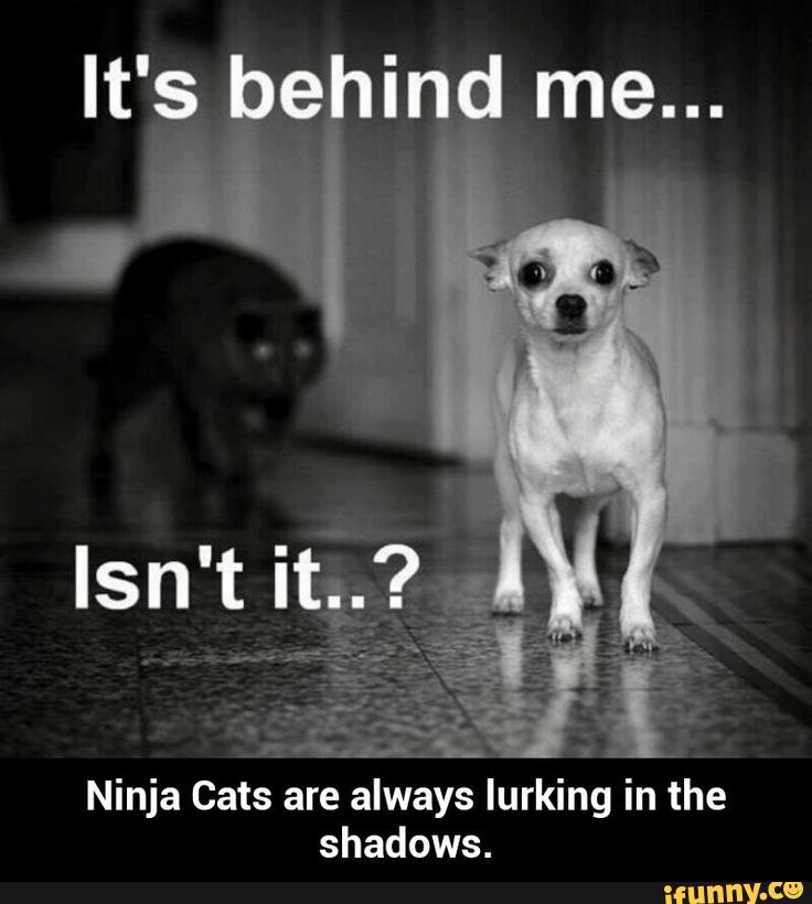 Cats-Are-Ninjas-2.jpg