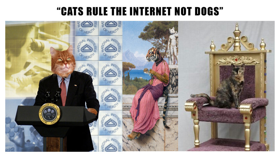 cats rule internet 10.jpg