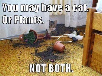 cats-vs-plants.jpg?w=545