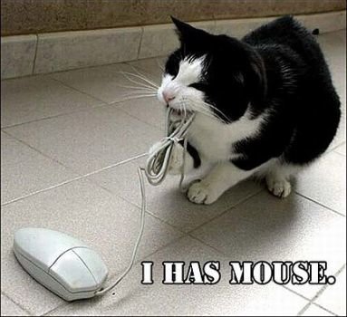 caught mouse.jpg