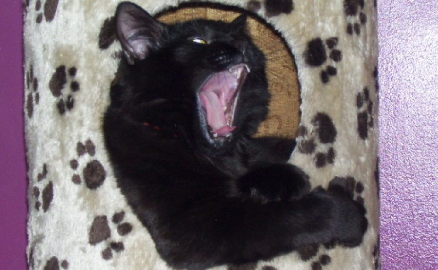 Charlee yawn.jpg