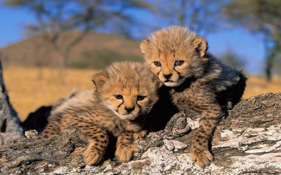Cheetah Cubs, Africa (Copy).jpg