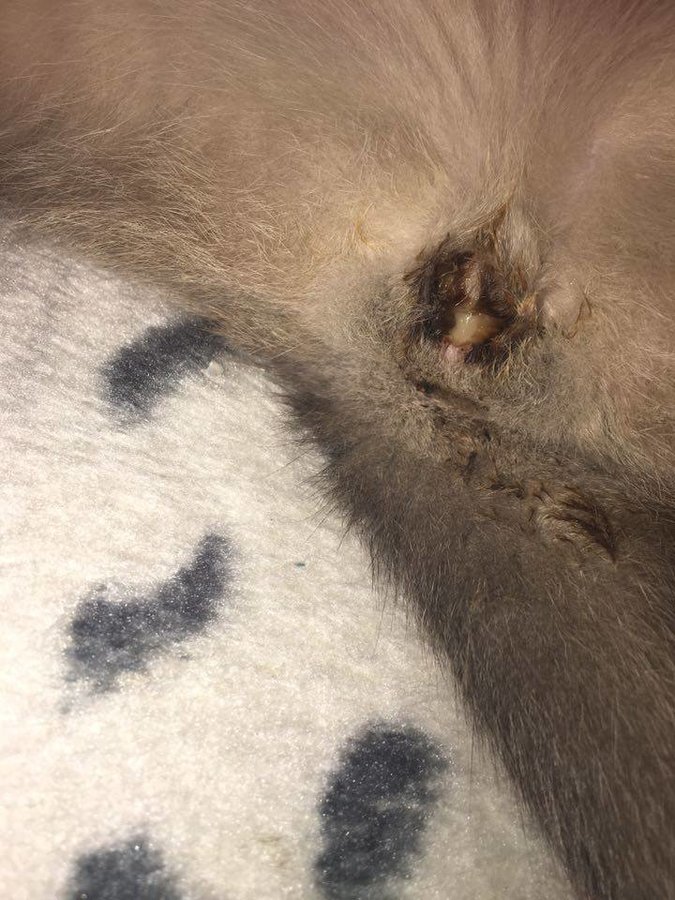 Mucus Plug Pregnant Cat Discharge Before Labor