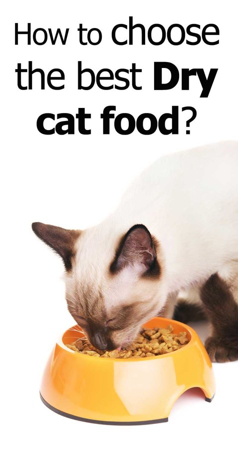 choose-best-dry-cat-food.jpg