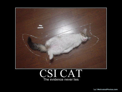 csi-cat.jpg