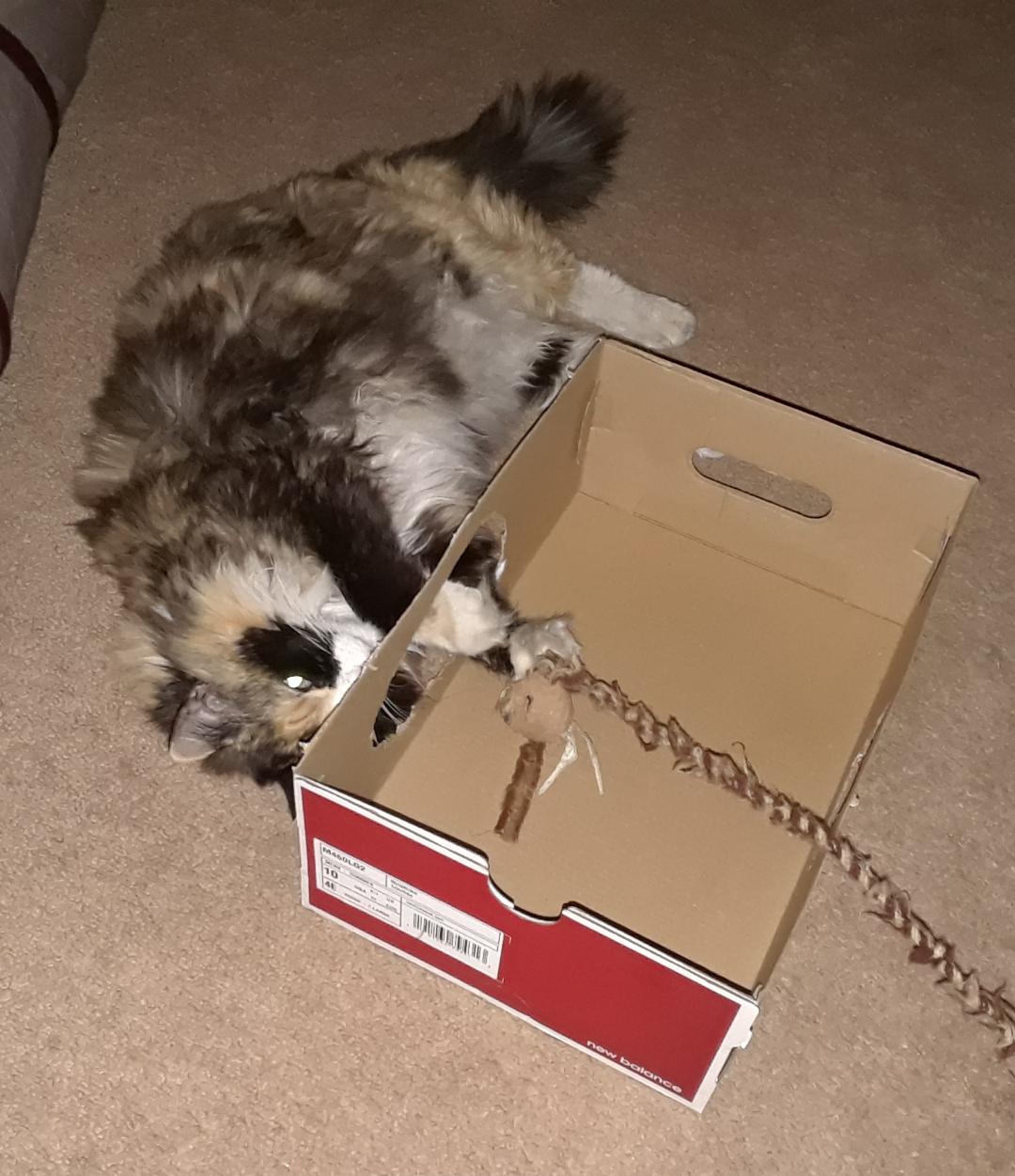 Cut a hole in the side of the shoe box and Lulu has a new box to play in.