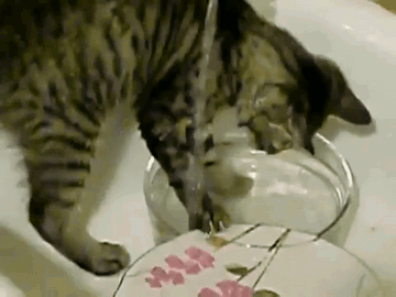 Dish washing Cat.gif