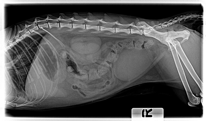 Doda Furlan- x ray for abdomen RL 20160313.jpg