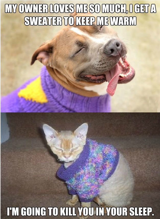 dog-vs-cat-sweaters.jpg