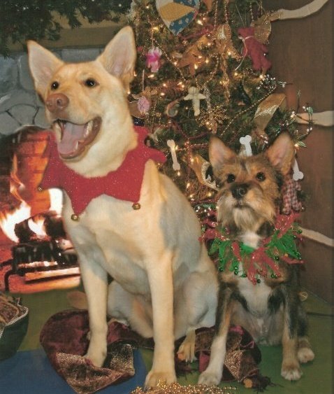 dogs christmas.jpg