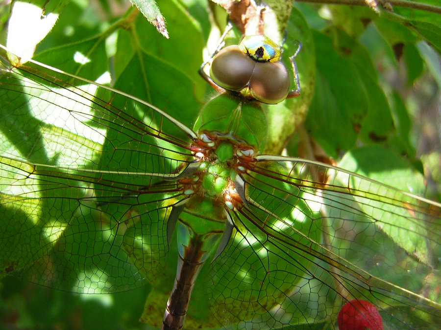 dragonfly closeup.jpg